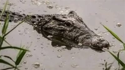 بعد إثارتها الفزع بين الأهالي، شراقي يكشف سر ظهور التماسيح في الشرقية (فيديو)