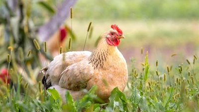 انخفاض البيضاء وارتفاع البلدي، سعر الفراخ اليوم السبت 6 ديسمبر 2025