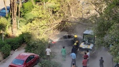 سقوط أشجار يحطم سيارات في المعادي دون إصابات