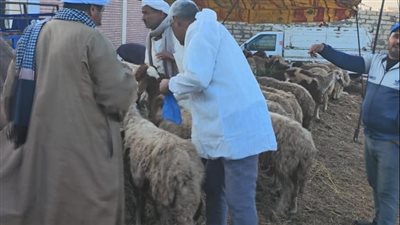 بنسبة أعلى من المستهدف، تحصين 112% من المواشي طبقًا لحصر 2024 بالإسماعيلية  