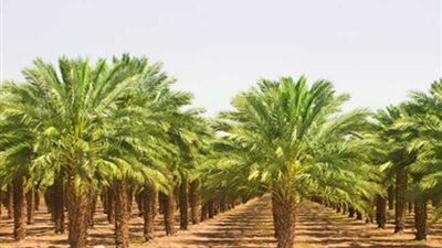 مديرية الزراعة بالوادي الجديد تنتهي من أعمال حصر النخيل