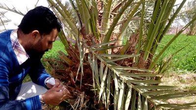 مديرية الزراعة بالوادي الجديد تعلن تدمير أوكار الخفاش وفئران الحقل بـ 1800 فدان