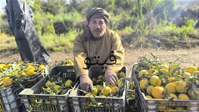 بريق الذهب يداعب أشجار الموالح، بدء موسم حصاد البرتقال بالقليوبية (فيديو)