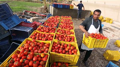 بلغت 9 مليارات دولار،  قفزة تاريخية في الصادرات الزراعية خلال 2024 