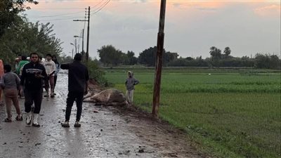 نفوق جاموسة بصاعقة كهربائية أثناء الأمطار بالقليوبية