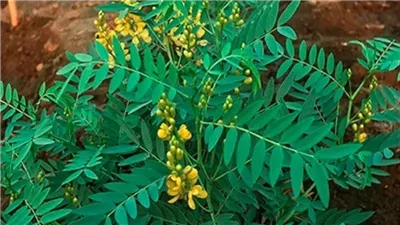 فوائد السنامكى، تعالج الإمساك واضطرابات الهضم والقولون 