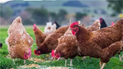 انخفاض سعر الفراخ اليوم الأربعاء 10 ديسمبر 2025