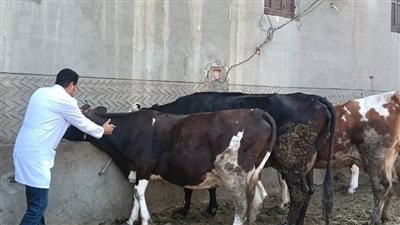 بيطري الفيوم: تحصين 171 ألف رأس ماشية ضد الحمى القلاعية خلال نوفمبر الماضي 