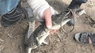 بعد الإمساك بتمساح الزوامل، البيئة: عمره عامان وسنعيده إلى بحيرة ناصر