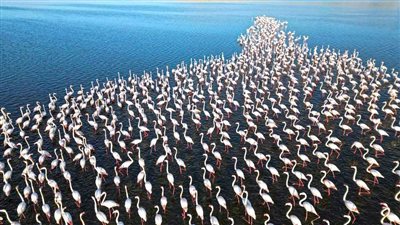 عودة الفلامنجو والبط البري، مستشار محافظ الفيوم تكشف جهود خفض الملوثات ببحيرة قارون