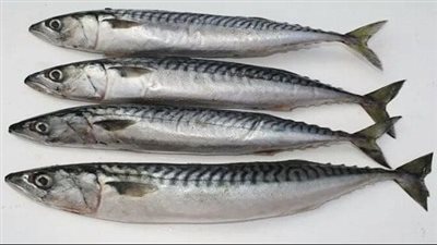 تناول سمك الماكريل والتونة يغني عن مكملات b12 والأوميجا 3