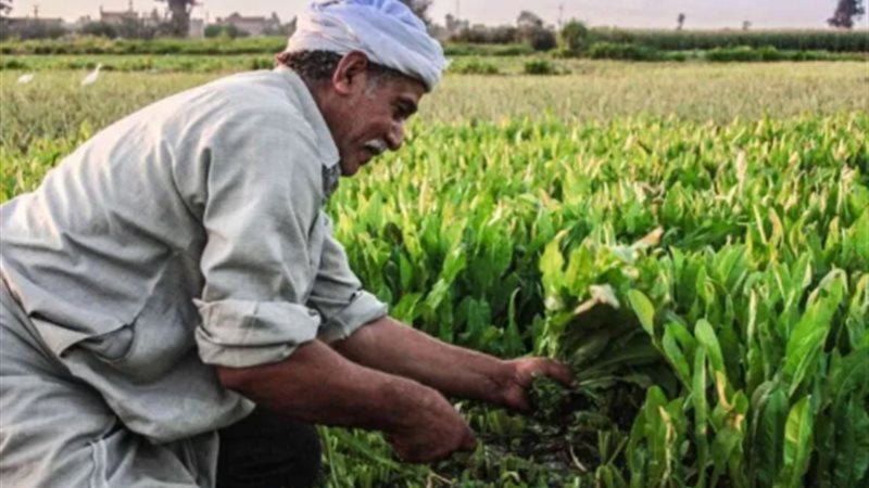 مصر الأكثر تقدمًا