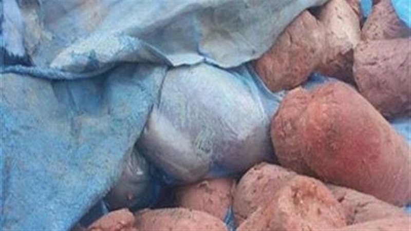 ضبط نصف طن لانشون