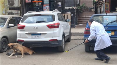 حملات لتحصين الكلاب الحرة ضد مرض السعار بمحافظة الدقهلية 