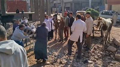 علاج وتحصين 3265 رأس ماشية وطائر في قافلة بيطرية بالسنبلاوين 