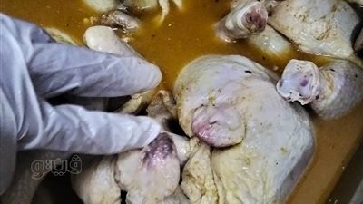 ضبط ١٠٠ كجم دواجن فاسدة وغير صالحة للاستهلاك الآدمي بمطعم شهير في أسوان (صور)