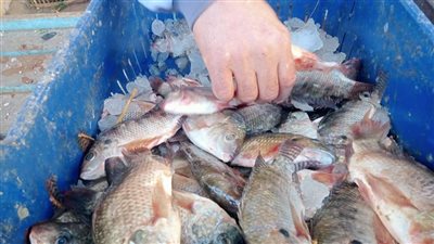 سمك مفيض باريس بـ25 جنيها للكيلو لمواطني الوادي الجديد