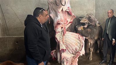 وزارة الزراعة: ضبط 189 طنا لحوما فاسدة وأختام مزورة في المنوفية 