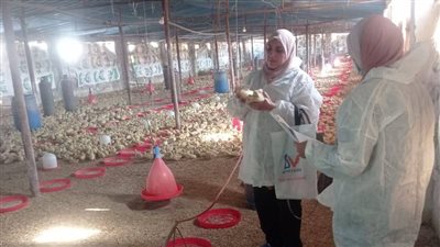 بيطري الشرقية: تحصين 143 ألف طائر ضد الأنفلونزا والأمراض الوبائية