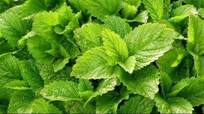 13 فائدة صحية لـ أعشاب المليسة 5 منها للنساء 