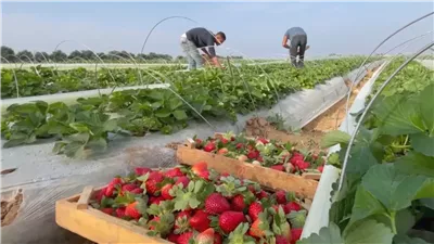 سعر فدان الفراولة بـ 4 ملايين جنيه، رسالة خبير دولي للمسئولين تكشف كارثة زراعية 