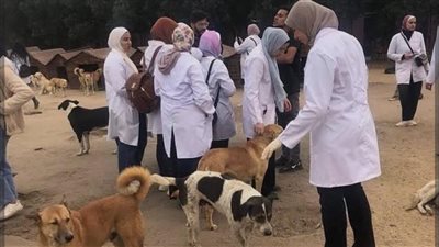 حملة ضد السعار في دمياط، إنشاء أول شلتر علمي لإيواء الكلاب الضالة خارج الكتل السكنية