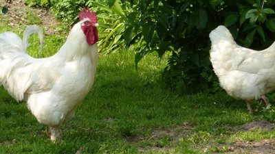 آخر تحديثات بورصة الدواجن، انخفاض سعر الفراخ اليوم الأربعاء 17 ديسمبر 2025