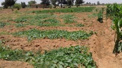 رئيس الوزراء يكشف سبب تأخر تسليم الأراضي المستصلحة