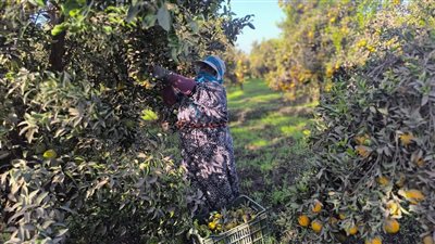 سيدات البرتقال، حكايات الصبر والكد في بساتين الشتاء (صور)