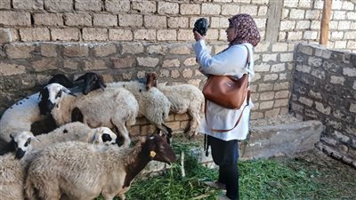 تحصين 135 ألف رأس ماشية وزيارات ميدانية لـ5 آلاف منزل بأسيوط 