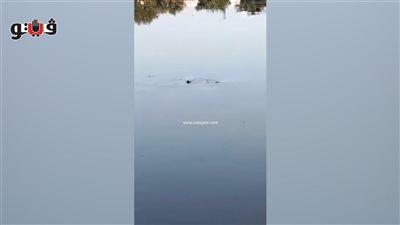 بعد تمساح الزوامل، استنفار بقرية عمريط بسبب ظهور جسم غريب داخل مصرف مائي (فيديو وصور)