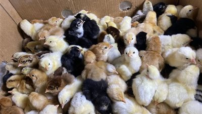 أسعار الكتاكيت والبط اليوم الإثنين 22 ديسمبر 2025 في بورصة الدواجن