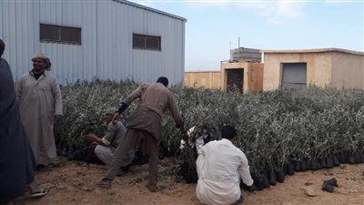 الزراعة: توزيع 100 طن تقاوى شعير و33 ألف شتلة زيتون على مزارعي سيدي براني والسلوم 