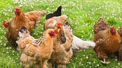  انخفاض كبير في البلدي والبيضاء، سعر الفراخ اليوم الثلاثاء 23 ديسمبر 2025