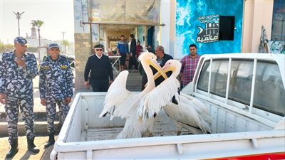 التحفظ على بجعتين بسوق الأسماك المطور بالإسماعيلية ونقلهما لـ محمية أشتوم الجميل