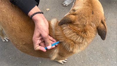 بيطري الإسماعيلية يتابع حملاته لتحصين الكلاب الضالة ضد مرض السعار 