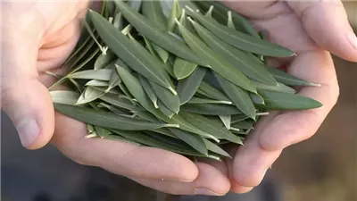 فوائد ورق الزيتون، يخفف آلام المفاصل ويحمى من السرطان 