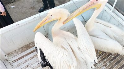 تحرك عاجل من البيئة بعد ضبط بجع محمي داخل سوق السمك بالإسماعيلية