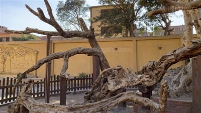 شجرة مريم وبئر العائلة المقدسة.. ذاكرة حي المطرية الحية.. تجذب الزوار المصريين والأجانب.. تجمع التعليم والدين والثقافة.. ومسجد وحديقة ومدرسة يحولون المكان لمركز اجتماعي  