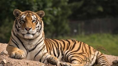 تفسير رؤية النمر في المنام وعلاقته بالنصر على الأعداء والشجاعة والدهاء