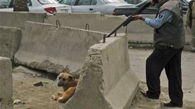 لو مجبتكش الحنية هذا مصيرك.. عقوبات قتل الحيوانات أو تسميمها في القانون 