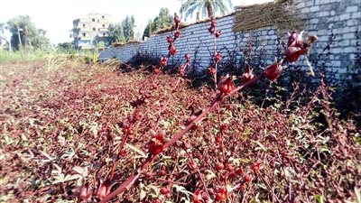 عاوزين نلم الورد الأحمر قبل ما يدبل.. معاناة مزارعي قنا في موسم حصاد الكركدية l صور