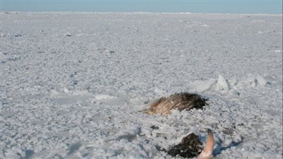 بعد سيبيريا.. آلاسكا تسجل ارتفاعا قياسيا بدرجات الحرارة