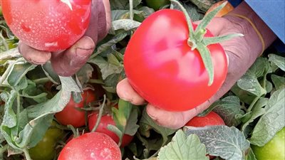 الذهب الأحمر جننهم.. فرحة مزارعي إسنا بالأقصر من موسم جني الطماطم | صور