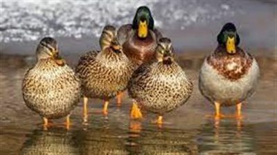 تفسير رؤية البط في المنام وعلاقته بالزواج من امرأة مطلقة والربح في التجارة 