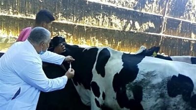 بيطري الأقصر: تحصين 42 ألفا و247 رأس ماشية وأغنام وماعز