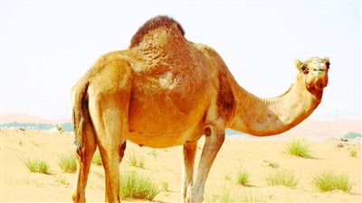 تفسير رؤية الجمل في المنام وعلاقته بالقوة والشجاعة والحصول علي ميراث 