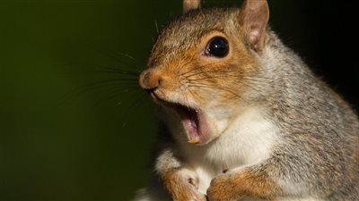 السنجاب الوحش.. أصاب 18 شخصا في بريطانيا وتسبب في هلع | فيديو