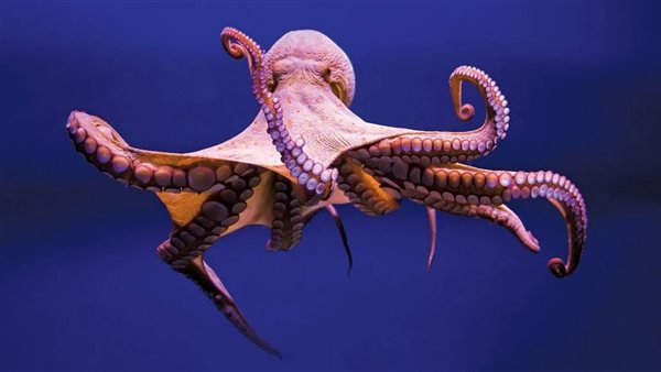 Breuddwyd octopws