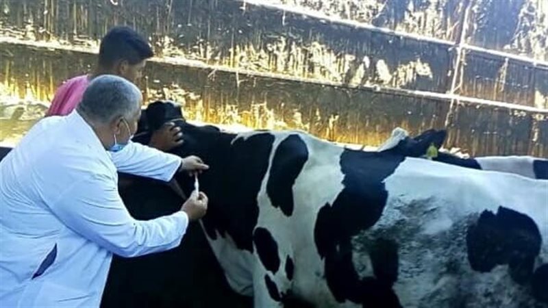 فحص 1198ماشية بالشرقية،